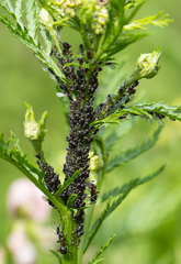 Metopeurum fuscoviride