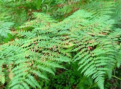 Pteridium pinetorum