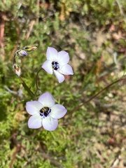 Gilia