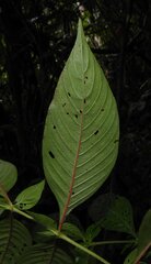 Gonzalagunia dicocca