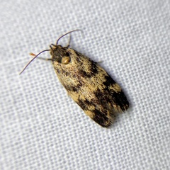 Barea eucapnodes
