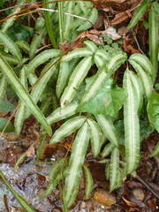 Pteris parkeri
