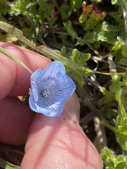 Nemophila menziesii