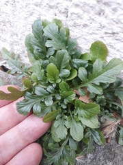 Centranthus calcitrapae