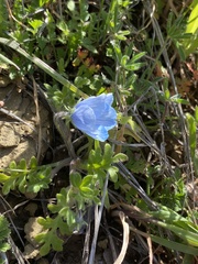 Nemophila menziesii