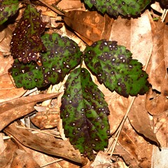 Sphaerulina westendorpii