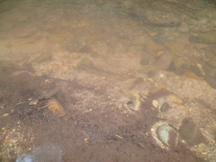Salmo trutta