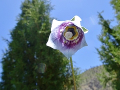 Codonopsis clematidea