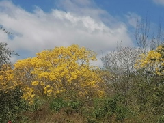 Roseodendron donnell-smithii