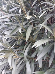 Nerium oleander