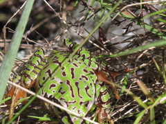 Boophis microtympanum