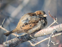 Passer domesticus
