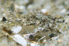 Crangon septemspinosa