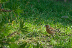 Fringilla coelebs