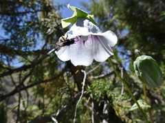 Codonopsis clematidea