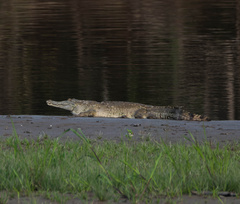 Crocodylus intermedius