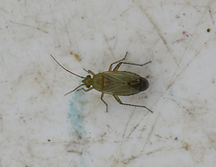 Oncotylus punctipes