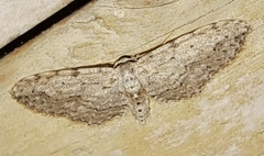 Pimaphera sparsaria