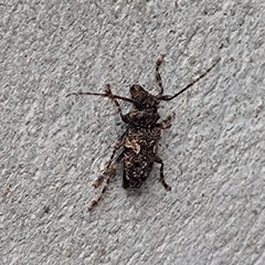Aegomorphus circumflexus
