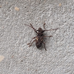 Aegomorphus circumflexus