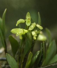 Pleurothallis matinhensis