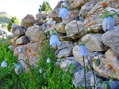 Codonopsis clematidea