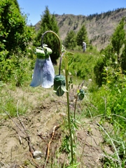 Codonopsis clematidea