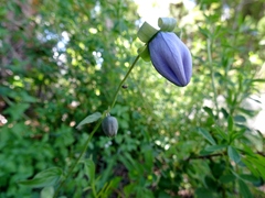 Codonopsis clematidea