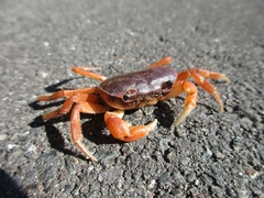 Geothelphusa dehaani