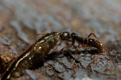 Ponerinae
