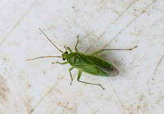 Orthotylus marginalis
