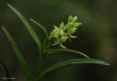Epidendrum dendrobioides