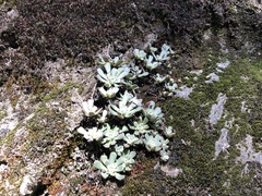 Sedum oblanceolatum