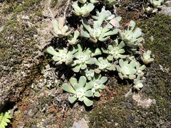 Sedum oblanceolatum