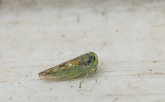 Populicerus confusus