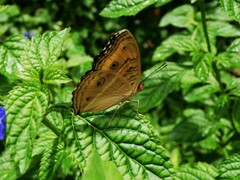Junonia almana javana