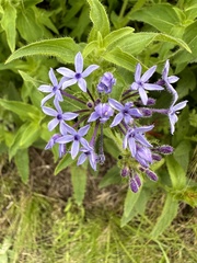 Pentanisia prunelloides