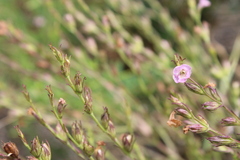 Agalinis communis