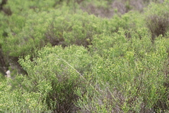 Baccharis notosergila