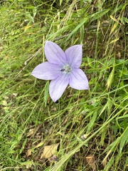 Wahlenbergia undulata