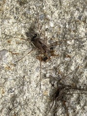 Protolophus
