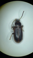 Dicheirotrichus cognatus