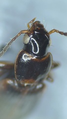 Dicheirotrichus cognatus