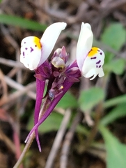 Linaria amethystea