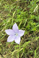 Wahlenbergia undulata