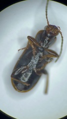Dicheirotrichus cognatus