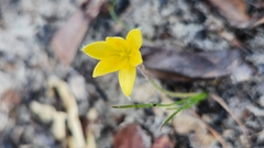 Hypoxis