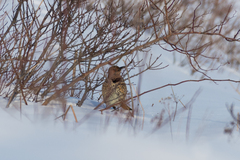 Colaptes auratus luteus