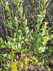 Lyonia lucida