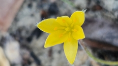 Hypoxis